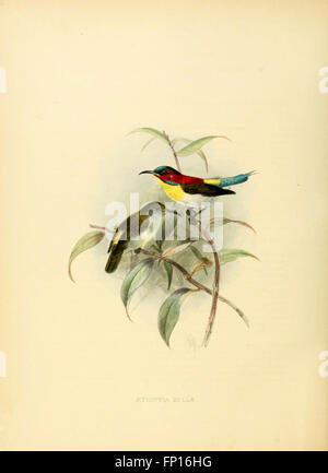 Diese Monografie beschreibt die Familie der Nectariniidae von Sonnenvögeln, einschließlich ihrer Eigenschaften, ihres Verhaltens und ihrer Verteilung, die zur Erforschung der Vogelartenvielfalt beitragen. Stockfoto