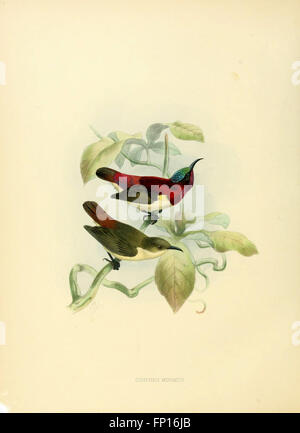 Diese Monografie bietet eine umfassende Studie über die Familie der Nectariniidae, die als Sonnenvögel bekannt ist. Sie enthält Details zu ihren physischen Eigenschaften, ihrem Verhalten und ihrer ökologischen Rolle, wobei sie sich auf ihre Rolle bei der Bestäubung und ihre vielfältige Artenvielfalt konzentrieren. Stockfoto