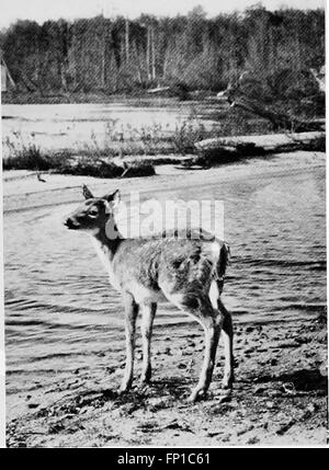 Vertraut Leben in Feld und Wald; Tiere, Vögel, Frösche und Salamander (1898) Stockfoto