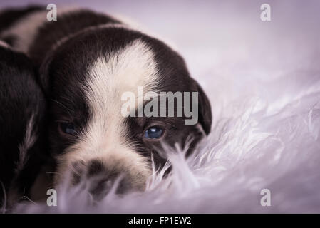 Schwarz / weiß neugeborenen Welpen auf einer fuzzy Decke mit Augen kaum offen zu legen Stockfoto