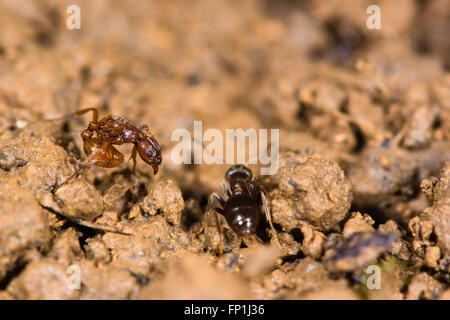 Gemeinsame rote Ameise (Myrmica Rubra) und kleine Schwarze Ameisen (Lasius Nigra). Eine rote Ameise nimmt defensive Haltung Stockfoto