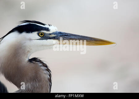 Great Blue Heron Kopf geschossen Stockfoto