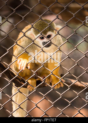 Traurig Totenkopfaffen im Stahlkäfig im Zoo. Stockfoto