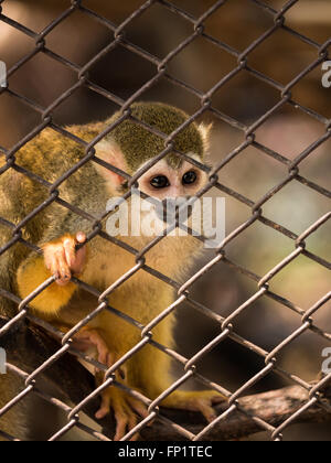 Traurig Totenkopfaffen im Stahlkäfig im Zoo. Stockfoto