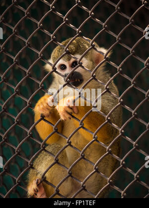 Traurig Totenkopfaffen im Stahlkäfig im Zoo. Stockfoto