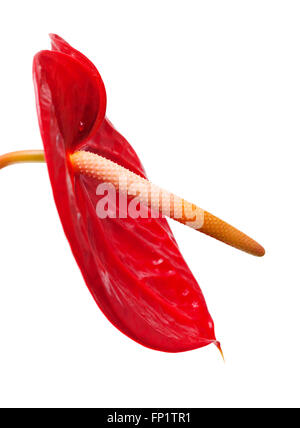 dunkle rote Anthurium Blumen isoliert auf weißem Hintergrund Stockfoto