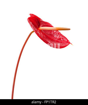 dunkle rote Anthurium Blumen isoliert auf weißem Hintergrund Stockfoto