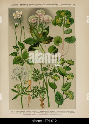 Hoffmann-Dennert botanischen Bilderatlas (Taf. 55) Stockfoto