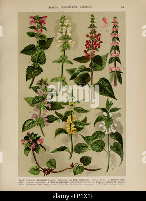 Hoffmann-Dennert botanischen Bilderatlas (Taf. 64) Stockfoto