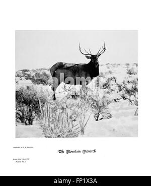 Diese Platte zeigt die Hufe, Klauen und Geweihe verschiedener Tierarten in den Rocky Mountains, wobei der Schwerpunkt auf dem Bullenelch liegt und seine physischen Merkmale und seinen Lebensraum hervorhebt. Stockfoto