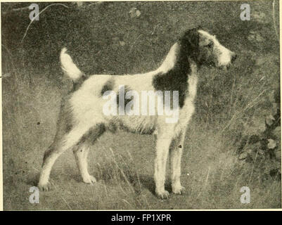 Geheimnisse - Zwinger wie Rasse, Ausstellung und Mannage Hunde (1904) Stockfoto