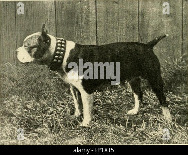 Geheimnisse - Zwinger wie Rasse, Ausstellung und Mannage Hunde (1904) Stockfoto