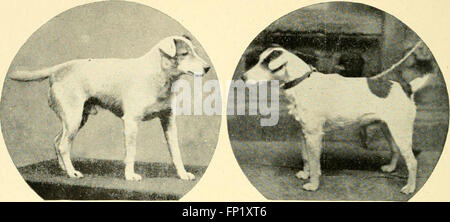 Geheimnisse - Zwinger wie Rasse, Ausstellung und Mannage Hunde (1904) Stockfoto