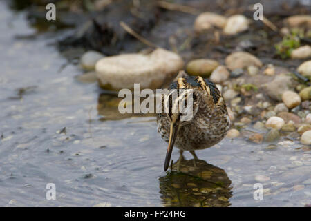 Jack Snipe (Lymnocryptes ZIP) Fütterung in einem Sumpf im Winter, in den West Midlands, UK. Stockfoto