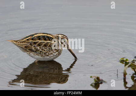 Jack Snipe (Lymnocryptes ZIP) Fütterung in einem Sumpf im Winter, in den West Midlands, UK. Stockfoto