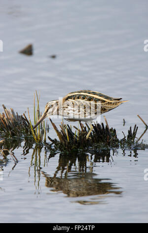 Jack Snipe (Lymnocryptes ZIP) Fütterung in einem Sumpf im Winter, in den West Midlands, UK. Stockfoto