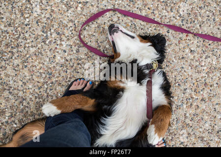 Berner Sennenhund spielen Stockfoto