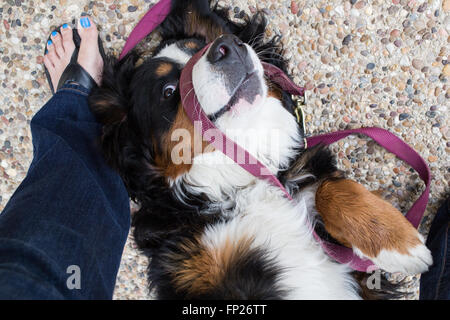 Berner Berghund begeistert sich für einen Spaziergang Stockfoto