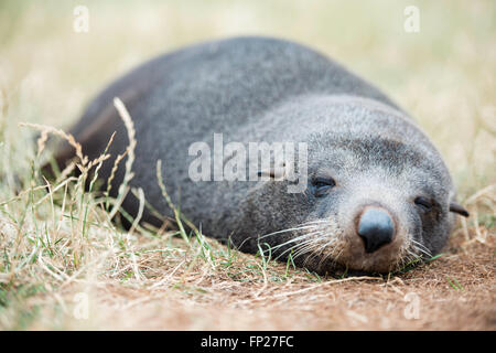 Verschlafene Seebär ruht auf dem Rasen, Neuseeland Stockfoto