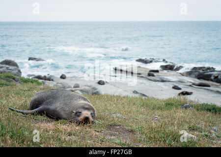 Einer der Robben aus der Kolonie ruht auf dem Rasen, Ozean im Hintergrund, Neuseeland Stockfoto