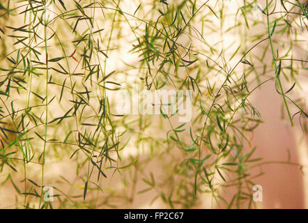 Sonnenlicht und Schatten schaffen abstrakte Mustern auf Asparagas Farn Stockfoto