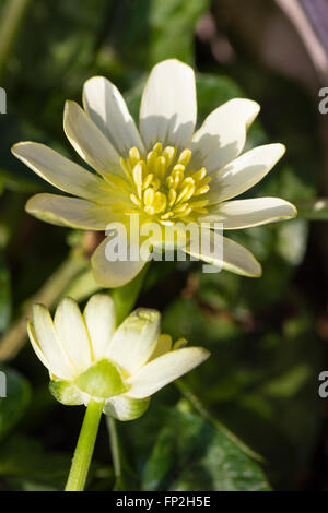 Blass blühenden Form der Scharbockskraut, Ficaria verna 'Randall's White' Stockfoto