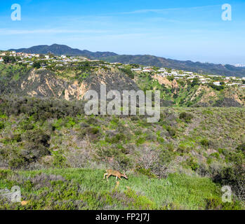 Rehe durchstreifen in Topanga State Park, wie gesehen von Topanga Feuer Oststraße Zugriff durch Los Liones Trail Wandern Stockfoto