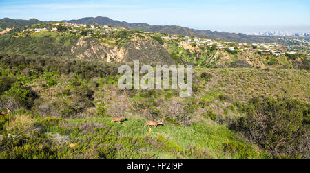 Rehe durchstreifen in Topanga State Park, wie gesehen von Topanga Feuer Oststraße Zugriff durch Los Liones Trail Wandern Stockfoto