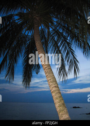 Eine Palme, umrahmt von einem farbenfrohen Sonnenuntergang auf der tropischen Insel Tioman, Malaysia. Stockfoto