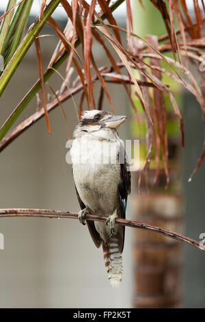 Lachende Kookaburra auf einem Ast Palm Palm Beach New South Wales Australien Stockfoto