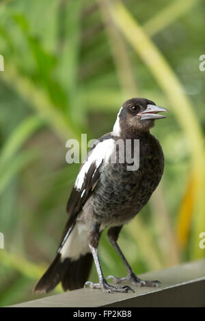 Unreife Elster ruht auf einem Balkongeländer Palm Beach New South Wales Australien Stockfoto