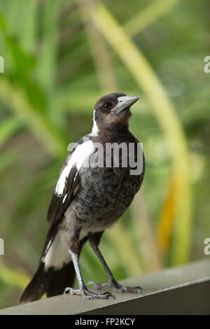 Unreife Elster ruht auf einem Balkongeländer Palm Beach New South Wales Australien Stockfoto