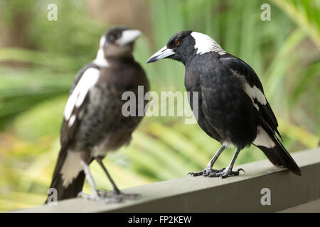 Australische Magpie mit unreifen Magpie ruht auf einem Balkongeländer Palm Beach New South Wales Australien Stockfoto