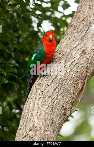 Königssittich thront auf einem Baumstamm Palm Beach New South Wales Australien Stockfoto