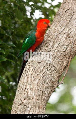 Königssittich thront auf einem Baumstamm Palm Beach New South Wales Australien Stockfoto