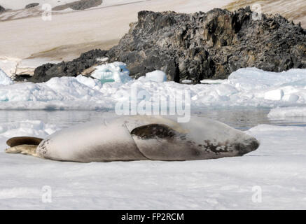 Ein Krabbenesser (Lobodon carcinophagus) carcinophaga oder Lounges auf seinen Rücken auf einer Eisscholle in der Hope Bay. Hope Bay, Trinity Halbinsel, Antarktis, Pe Stockfoto