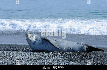 Ein Seeleopard (Hydrurga Leptonyx) liegt am Strand in der Nähe eine Verschachtelung Kolonie Königspinguin (Aptenodytes Patagonicus). Stockfoto