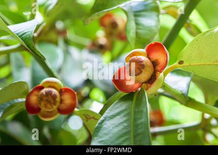 Nahaufnahme von Beerenobst der Mangostan-Frucht am Baum am Obstgarten in Thailand Stockfoto