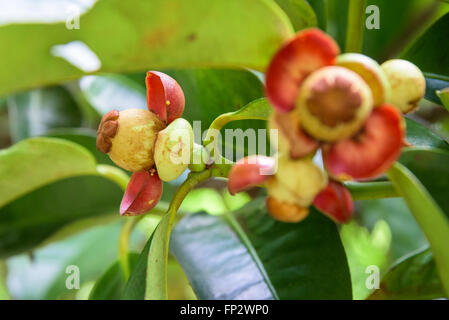 Nahaufnahme von Beerenobst der Mangostan-Frucht am Baum am Obstgarten in Thailand Stockfoto