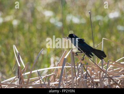 Gemeinsamen Grackle im Flug mit Krebse fangen Stockfoto