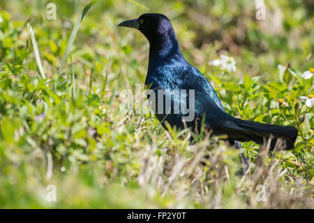 Gemeinsamen Grackle Vogel Fütterung auf Boden Stockfoto