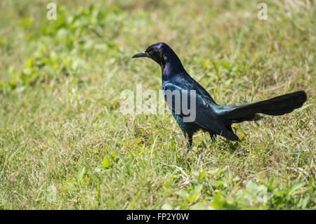 Gemeinsamen Grackle Vogel Fütterung auf Boden Stockfoto