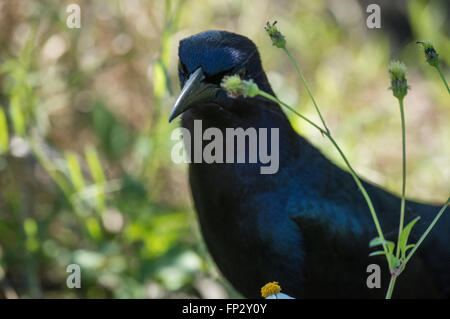 Gemeinsamen Grackle Vogel Fütterung auf Boden Stockfoto