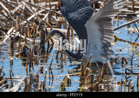 Tri Color Heron aktive Fütterung im Sumpf Schilf Stockfoto