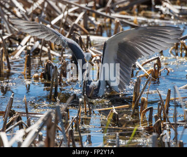 Tri Color Heron aktive Fütterung im Sumpf Schilf Stockfoto