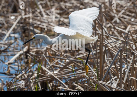 Snowy Egret Fütterung in frischem Wasser Marsh Stockfoto