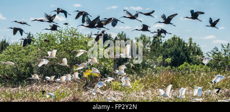 Kontrastierenden weißen Ibis und Sichler Vogelschwärme fliegen, fliegen in Schichten Stockfoto