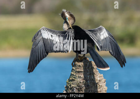 Männliche Anhinga, Schlange Vogel oder Wasser Türkei seine Zucht Gefieder putzen Stockfoto