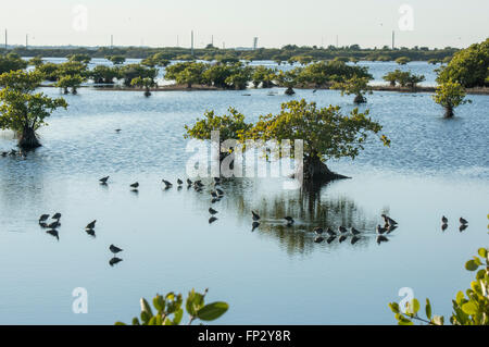 Strandläufer Fütterung in flachen Mangrove Sumpf, Merrit Island National WIldlife Refuge Stockfoto