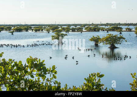 Strandläufer Fütterung in flachen Mangrove Sumpf, Merrit Island National WIldlife Refuge Stockfoto